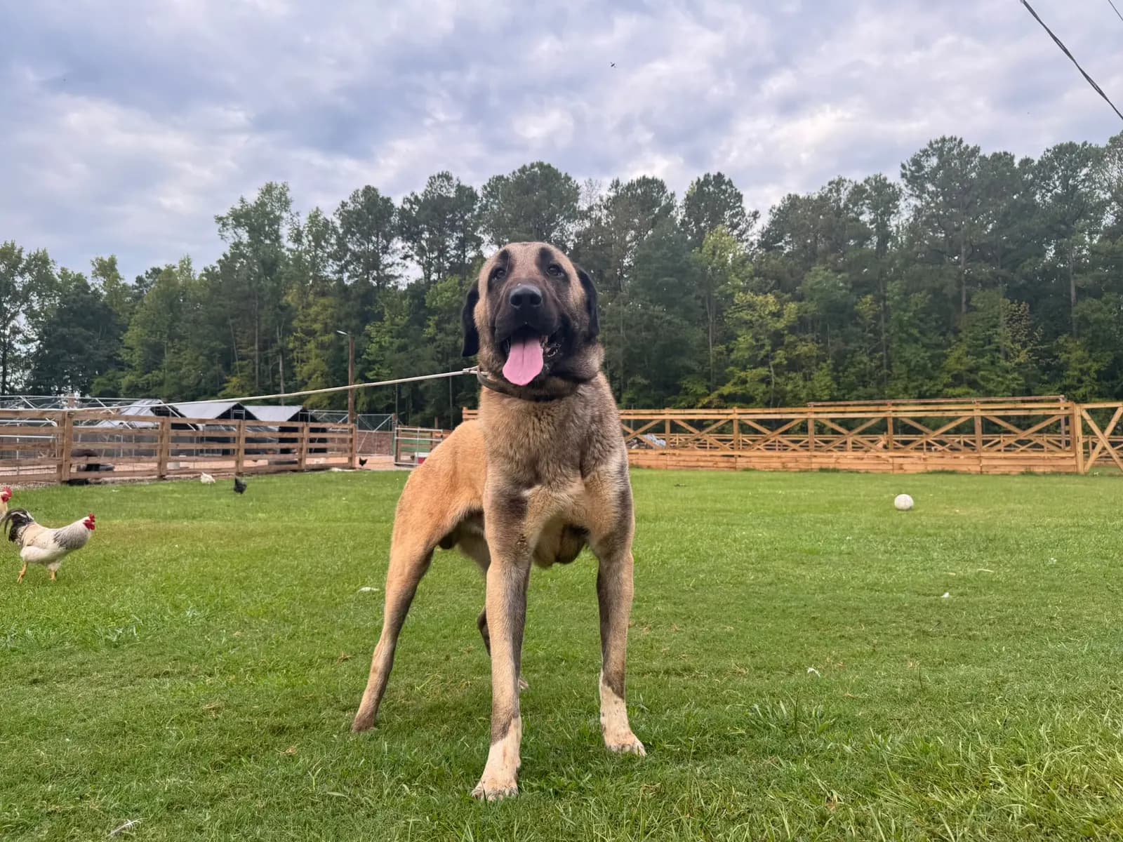 Pars, farm-proven Kangal sire, standing at the fence