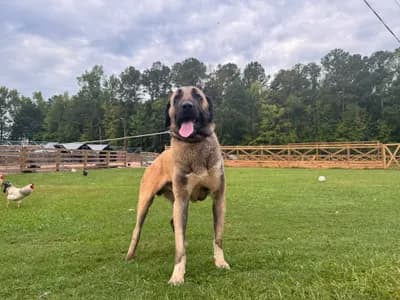 Pars, farm-proven Kangal sire, standing at the fence
