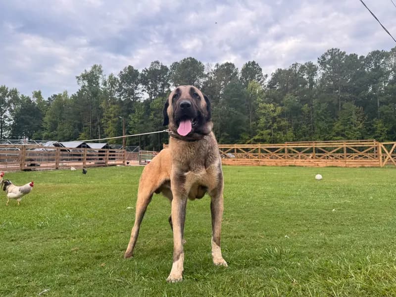 Pars, farm-proven Kangal sire, standing at the fence